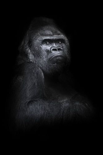 Een machtige ontevreden mannelijke gorilla zit half omgedraaid over een machtige schouder en arm