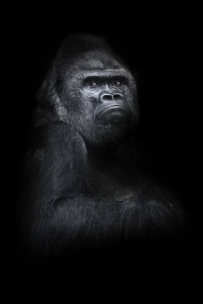 Ein kräftiger, verärgerter männlicher Gorilla sitzt halb umgedreht auf einer mächtigen Schulter und  von Michael Semenov