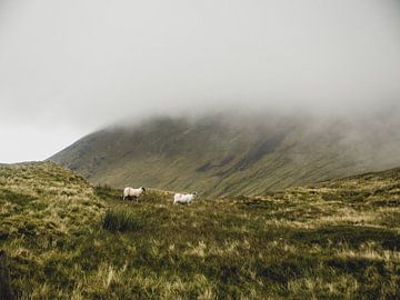 Des moutons dans les nuages sur Oscar van Crimpen