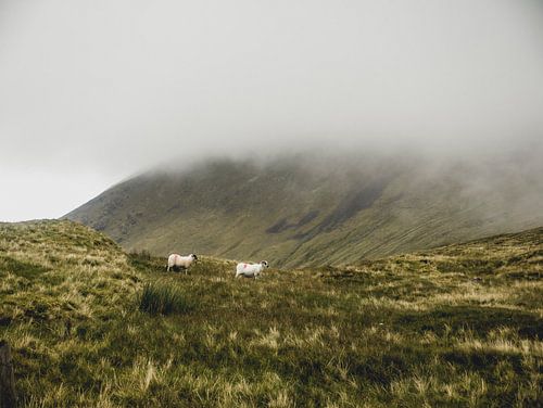 Schafe in den Wolken