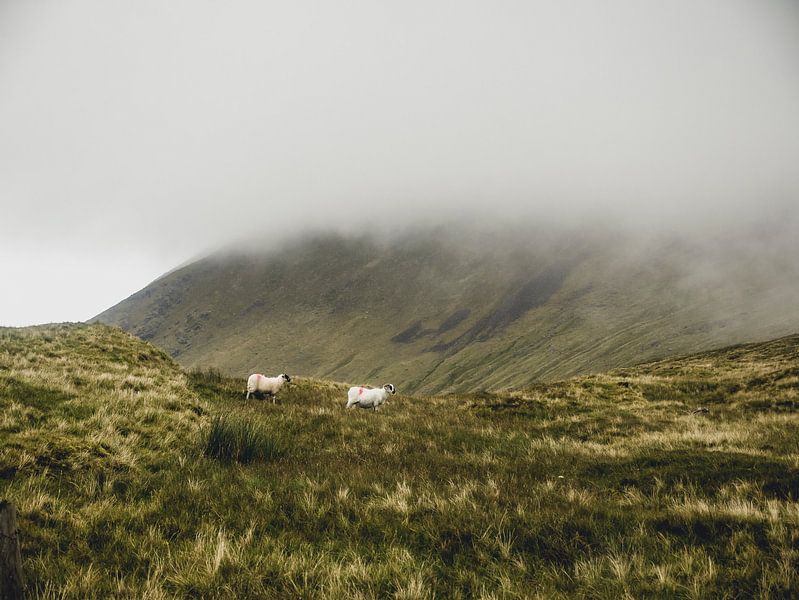 Des moutons dans les nuages par Oscar van Crimpen