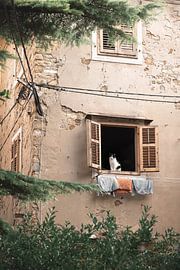 Chat noir et blanc à l'affût | Piran | Slovénie sur Laura Dijkslag