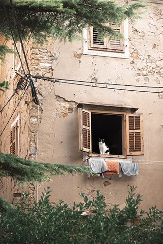 Zwart witte kat op de uitkijk | Piran | Slovenie