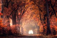 Red forest