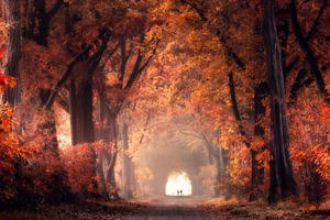 Red forest van Edwin Mooijaart