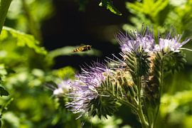 Hoverfly at purple flower by Whispering Fields Hageland