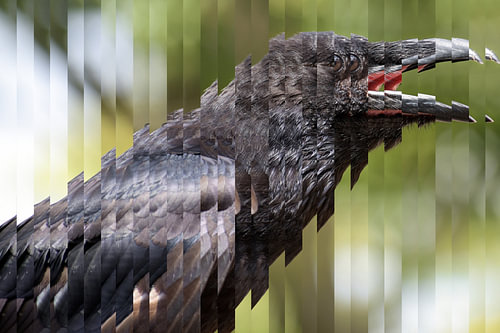 Porträt eines schreienden jungen Kolkrabens (Corvus corax), der grosse, ganz schwarze, in Streifen g