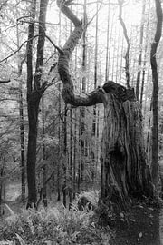 The Old Man van Hans Grobben