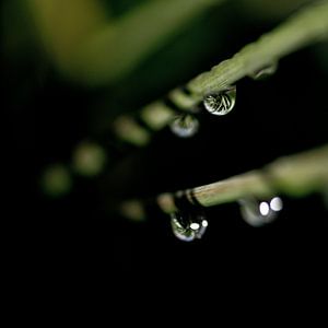 Grass reflection
