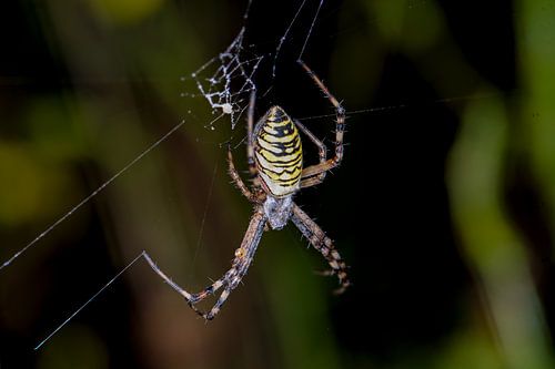 Wasp spider - Argiope bruennichi 5