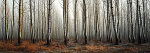 Spaziergang im Wald