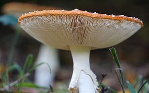 Vliegenzwam (Amanita muscaria)