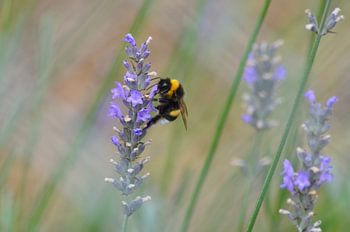 De bloemetjes en de bijtjes