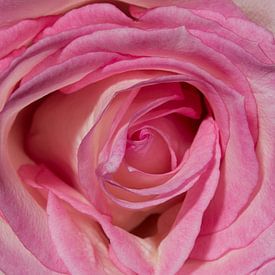 Pretty in Pink von Made by Rainer