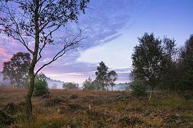 Heidelandschaft am morgen von Edith Albuschat