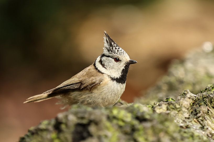 Haubenmeise von Anjella Buckens