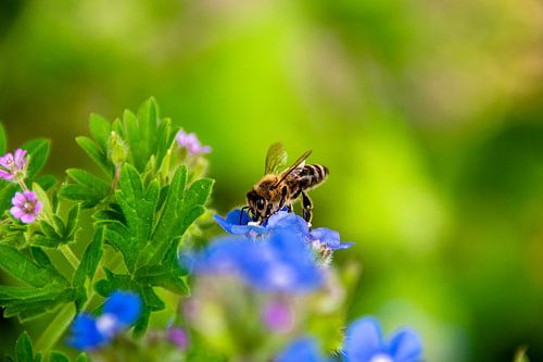 Flowers at close-up honeybee