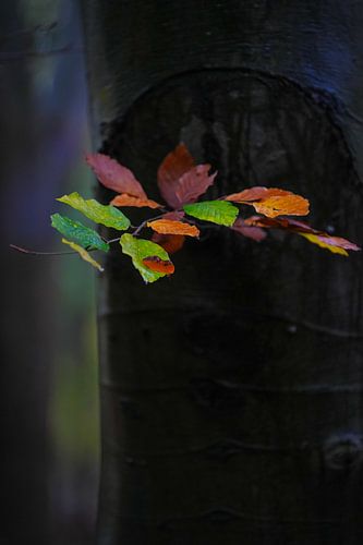 Beukenblad op een regenachtige dag in het bos