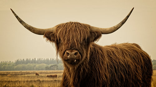 Jonge schotse hooglander