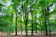Branches full of green leaves dance in the wind by Susan Hol thumbnail
