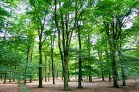 Takken vol groen blad dansen in de wind
