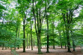 Zweige voller grüner Blätter tanzen im Wind