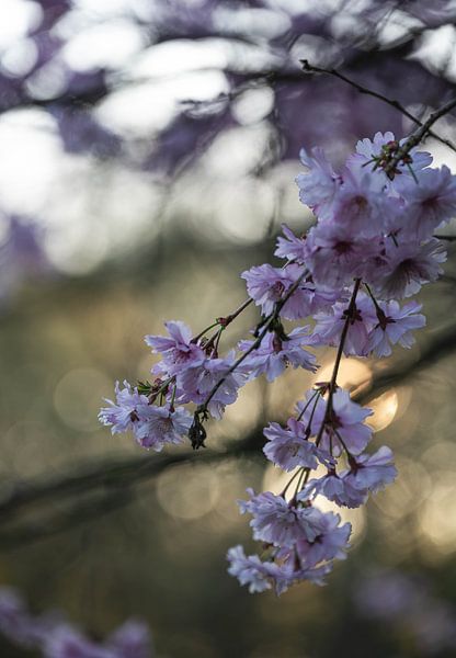 fleurs partie 475 par Tania Perneel