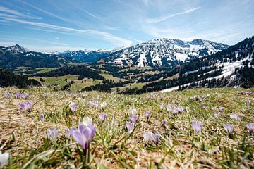 Krokussen op de Oberjoch met uitzicht op de Iseler van Leo Schindzielorz