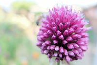 Power Flower 4