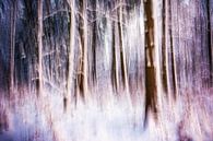 Winterzauberwald von Nicc Koch Miniaturansicht
