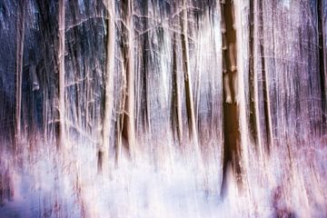 Enchanted winter forest