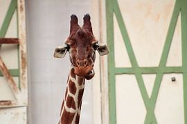Funny Giraffe by Angelica Bouwmeester