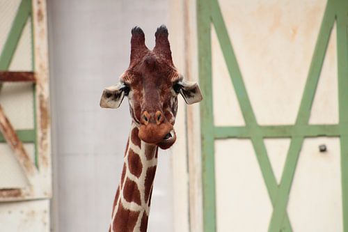 Funny Giraffe