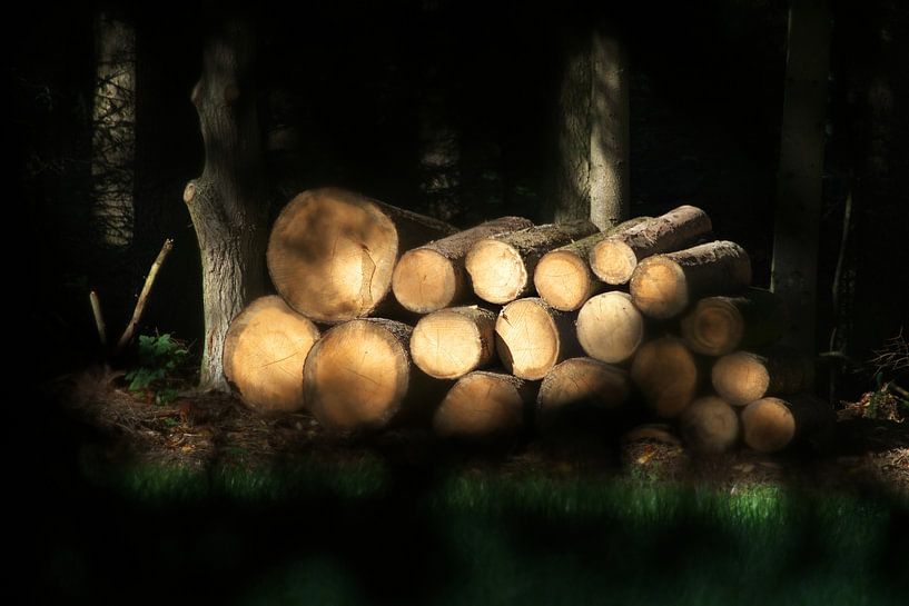 Im Wald unterwegs! von Daniel Dorst