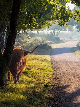 Schotse Hooglander van Thijs Friederich