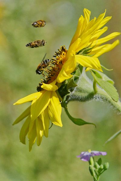 Three little bees van Ton Wever