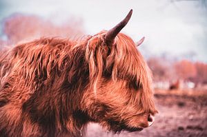 Highland-Cattle