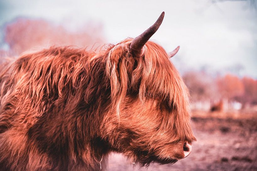 Highland-Cattle von Sven Frech