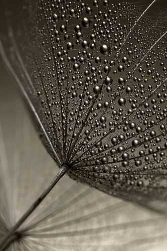 Donker en licht: Druppels aan een pluisje van de morgenster (Tragopogon)