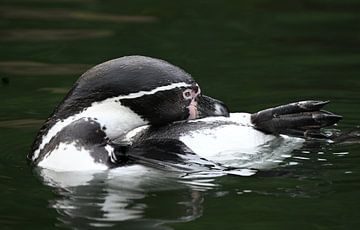 Schweben in der Stille (Pinguin)