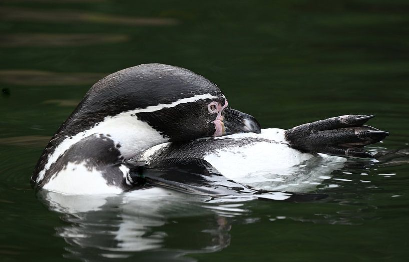 Floating in Silence ( penguin ) by Jose Lok