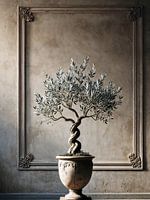 Italiaanse olijfboom in pot in een oude Italiaanse villa