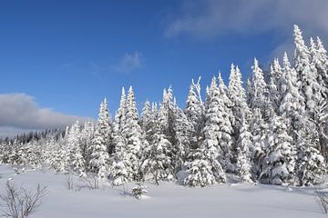 A forest after the storm by Claude Laprise