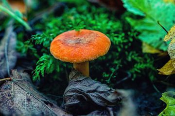 Orange Wild Pilz im Herbst zwischen Blättern von Andreea Eva Herczegh