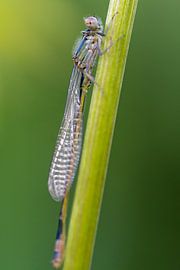 Damsel on a stem