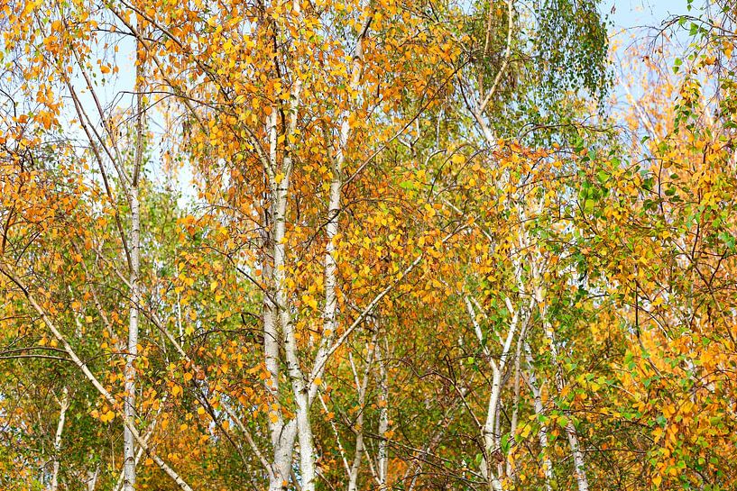 Heldere berkenbomen in de herfst van Thomas Jäger