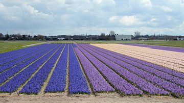 Flower fields with daffodils, hyacinths and tulips by Rini Kools