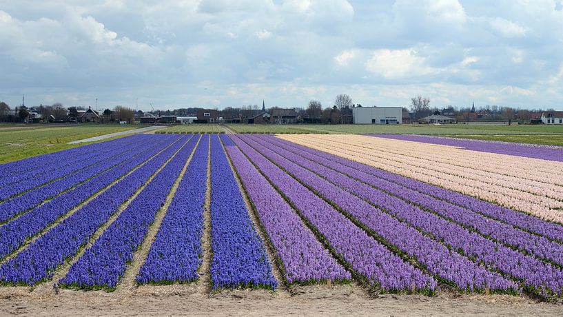 Flower fields with daffodils, hyacinths and tulips by Rini Kools