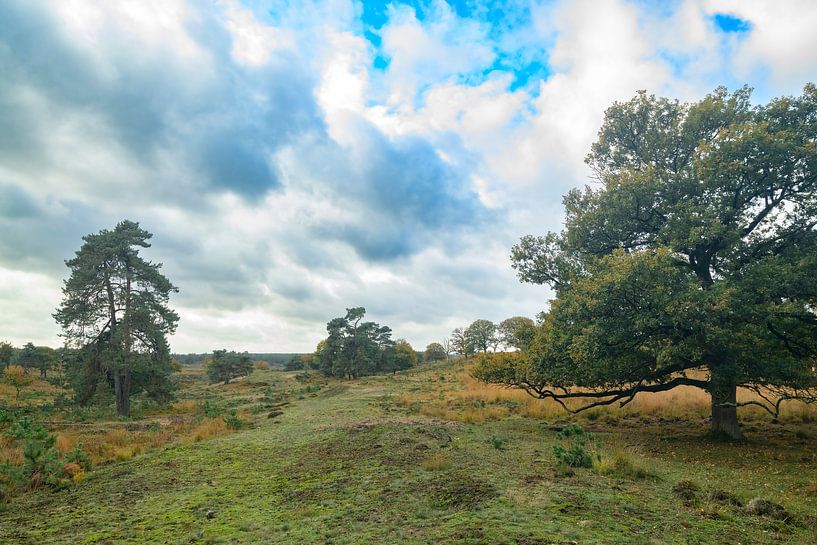 Oak and pine trees on the moors at the Veluwezoom nature reserve by Sjoerd van der Wal Photography