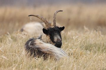 Nederlandse Landgeit van Karin van Rooijen Fotografie